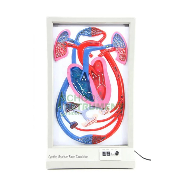 Human Cardiac Beat And Blood Circulation